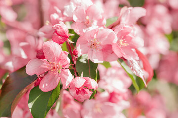 Beautiful apple tree branch at sunlight, spring blooming pink red flowers on blurred bokeh background, Aesthetic nature scenic photo, close up fresh blooms at springtime, seasonal flowering