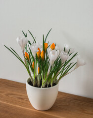 Spring crocus flowers in a ceramic pot on a wooden background