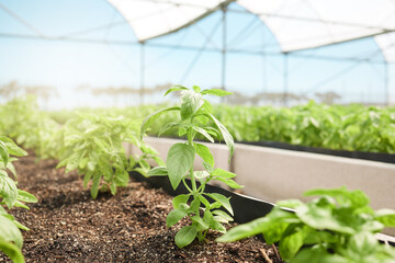 Agriculture, growth or sapling background in greenhouse for food production, sustainable business...