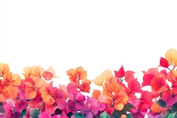 Bougainvillea blooms and leaves leaf illustration background.