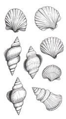 Seashell illustrations, various types, isolated on white background
