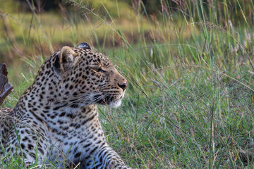 Adult Leopard (panthera pardus) sitting, late afternoon, Kenya.	