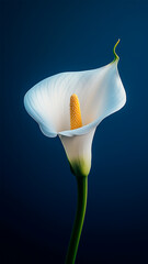 Natural Elegance The Sophisticated Beauty of the Calla Lily