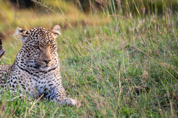 Adult Leopard (panthera pardus) sitting, late afternoon, Kenya.	