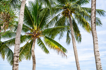 Obraz premium Tropical sea summer beach nature background