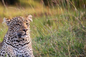 Adult Leopard (panthera pardus) sitting, late afternoon, Kenya.	