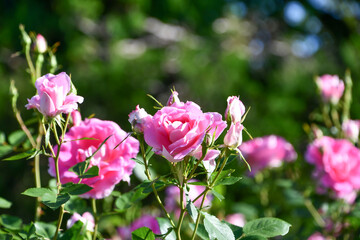 バラ「ケアフリー・ワンダー」