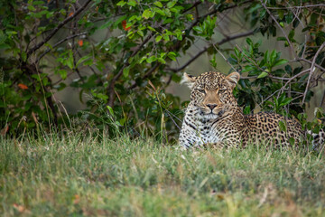 Adult Leopard (panthera pardus) sitting, late afternoon, Kenya.	