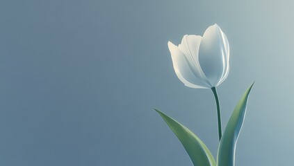 Soft White Tulip on Pastel Background