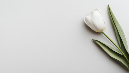 White tulip on gray background, still life, elegant, top view