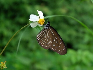 A Common Crow butterfly rests on a white flower with a yellow center.