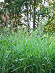 Field of tall grass with a few trees in the background