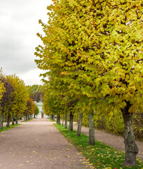 Obraz premium Path lined with trees is shown in the image