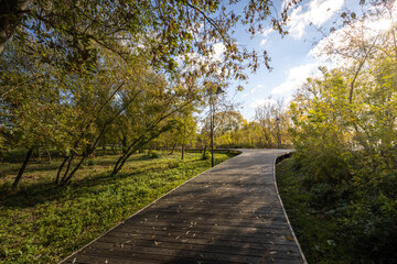 A path in a park with trees and a clear blue sky