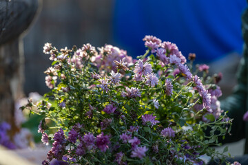 Obraz premium Bunch of pink flowers are in a vase