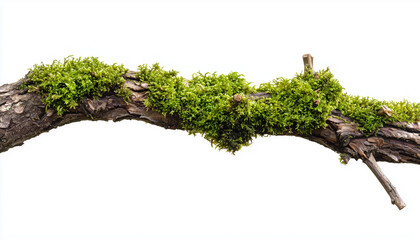Dry tree branch with moss isolated on white