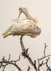 A Yellow-billed spoonbill (platalea flavipes) perched on top of a bare branch