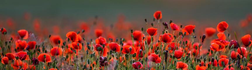 Fototapeta premium Red poppy flowers against sunset sky