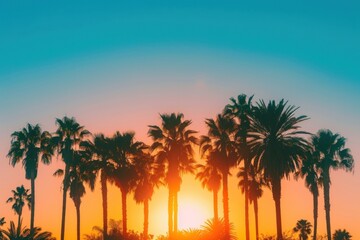 Obraz premium Tropical summer sunset tree sunlight.