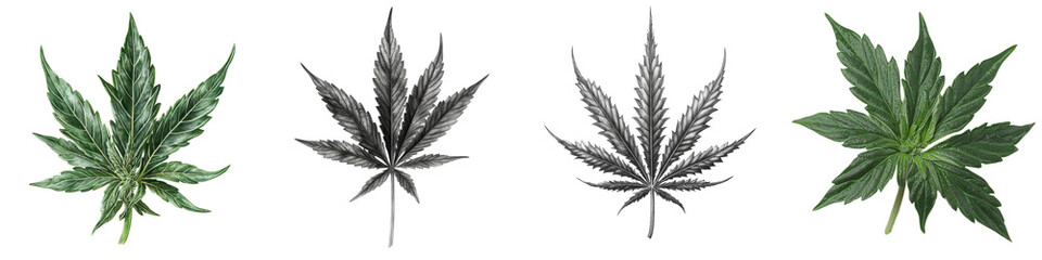 Various Leaf Designs for Nature Backgrounds and Illustrations