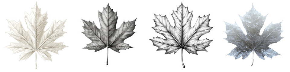 Detailed Leaf Illustrations in Four Unique Textures and Colors