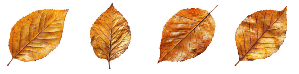 Four Different Autumn Leaves Displaying Various Natural Textures