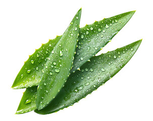 Fresh aloe vera leaves with water droplets, cut out