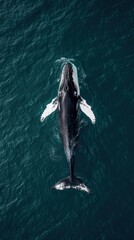 Aerial top down view of Whale whale animal mammal.