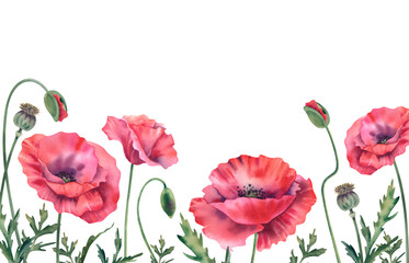 Fototapeta premium Poppies are red on a white background. Frame, border of wildflowers. Hand-painted watercolor botanical illustration. Bouquet of flowers for decorating invitations, booklets, postcards