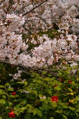 ソメイヨシノの桜と椿の花です。