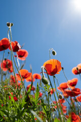 Obraz premium Countryside, sky and flowers in garden, floral and sustainability in environment and low angle. Outdoor, eco friendly and blossom of poppies in nature, space and growth of plants, scenery or Denmark