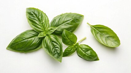 Obraz premium Basil in White Background