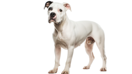 Playful white dog standing confidently against a plain background, showcasing its personality