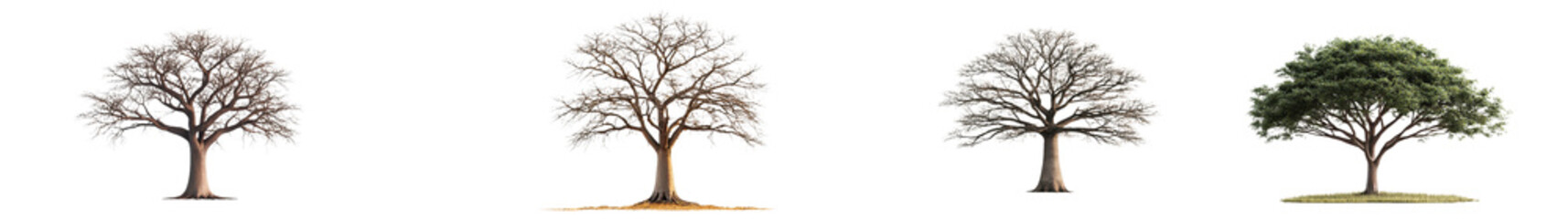 Obraz premium Tranquil landscape with diverse trees including oak maple elm pine and birch at different seasons like spring summer fall and winter Scenic rural environment with natural growth foliage and shadow