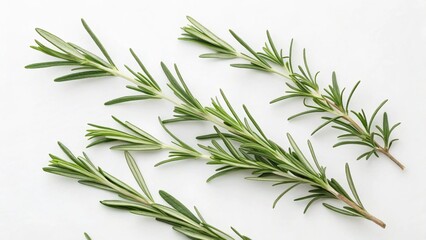 Fototapeta premium Rosemary in White Background