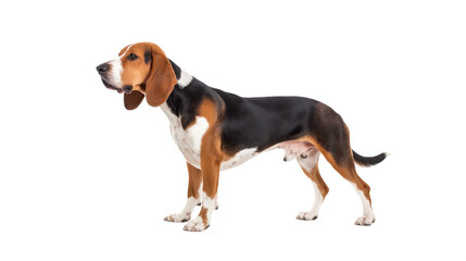 Beagle dog standing proudly in a studio setting with bright lighting