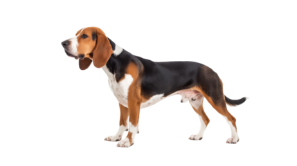 Beagle dog standing proudly in a studio setting with bright lighting