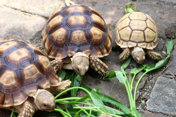 African Sulcata Tortoise Natural Habitat,Close up African spurred tortoise resting,cute animal