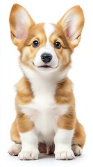 Obraz premium Small dog sitting elegantly with its fluffy coat and bright eyes capturing a sweet and charming expression