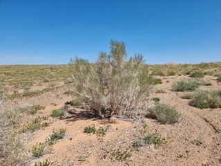 desert landscape, nature and environment
