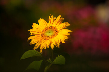  Sonnenblume freigestellt gegen lila Hintergrund