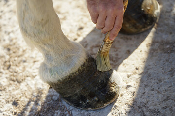 Closeup of a horse's hoof with a brush applying oil, for its care