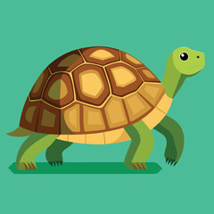 tortoise vector