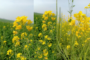 field of yellow flowers