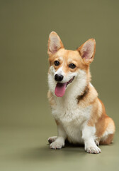 A Pembroke Welsh Corgi sits with a happy expression, tongue out, against a soft green background. Its friendly and charming look is captured in a clean portrait.
