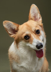 A Pembroke Welsh Corgi tilts its head slightly, its tongue out and ears perked up. The neutral background enhances the dog's charming and inquisitive look.