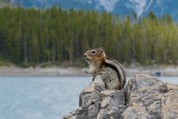 A playful squirrel relaxes on a rock near a tranquil water body, showcasing the charm of wildlife and the connection between animals and their natural surroundings.