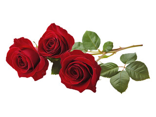 Naklejka premium Rose isolated on white background, full depth of field