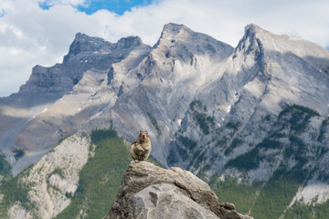 A curious squirrel sits atop a rock, contrasting beautifully with the grand and rugged mountain...