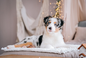 beautiful cute tricolor merle Australian shepherd puppy lies on the bed against the background of bokeh from the garland